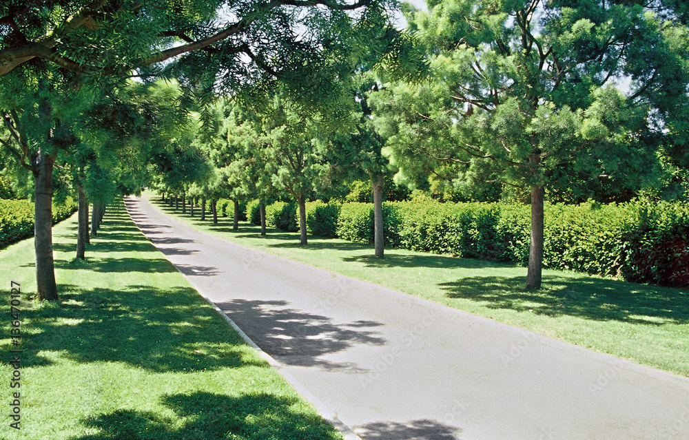 Beautiful green tree lined pathway