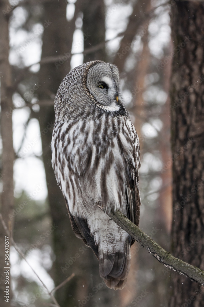 Fototapeta premium Great grey owl sitting on branch close-up