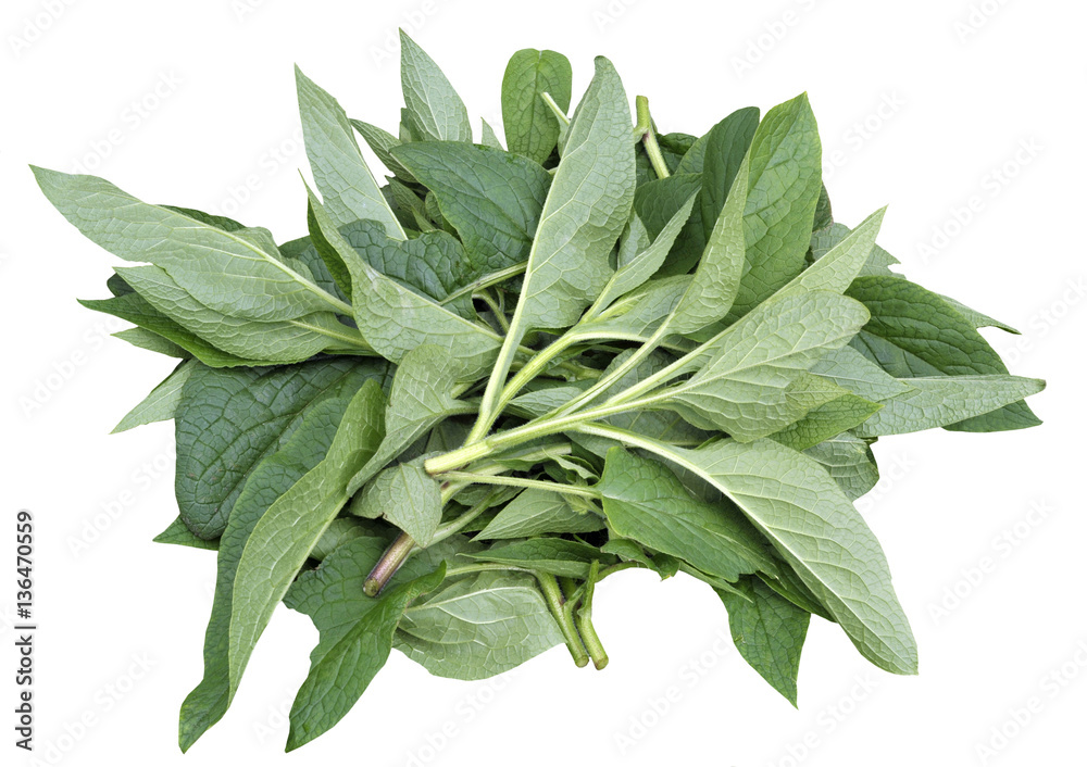 Comfrey