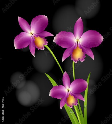 Purple orchid flowers with black background