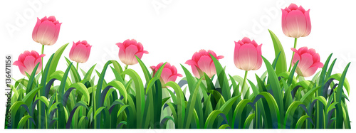 Fototapeta Naklejka Na Ścianę i Meble -  Pink tulip flowers in bush