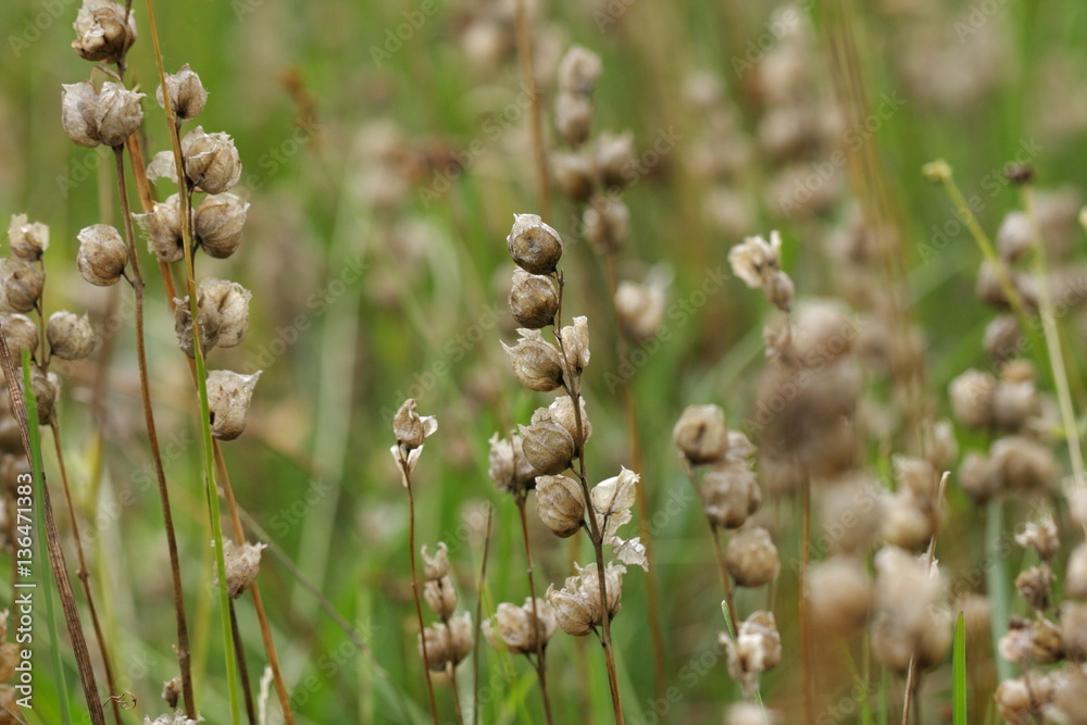 Fruit De Rhinante Crete De Coq Rhinantus Major Stock Photo Adobe Stock