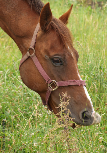 horse eating grass