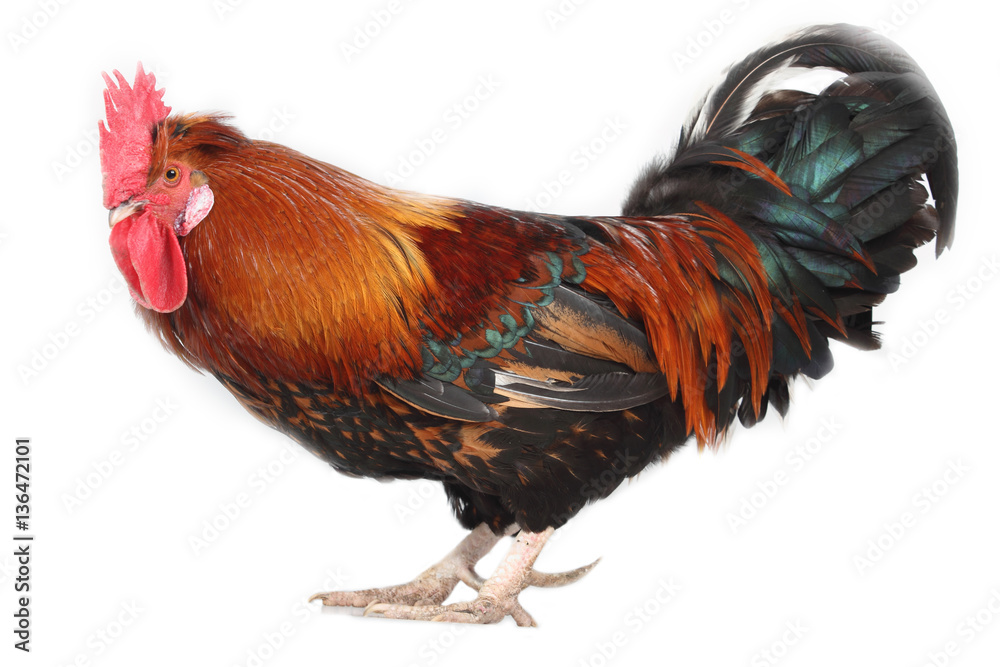 rooster