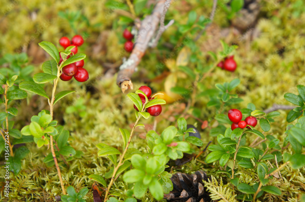 Branches of cranberry or foxberry in forest with foliage Branches of cranberry or foxberry in forest with foliage