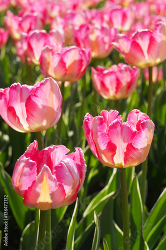 Bright pink tulips flowers on green field 