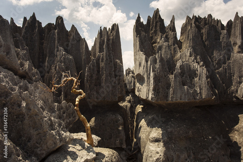 Tsingy de Bemaraha National Park. Unesco World Heritage in Madag photo