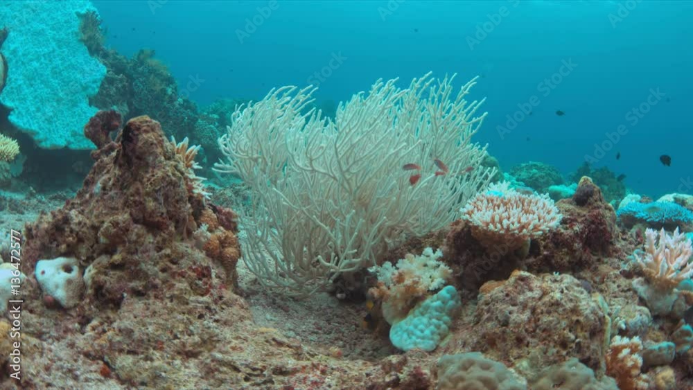 Coral bleaching occurs when water temperatures rise over a longer period. Coral bleaching occurs when water temperatures rise over a longer period.