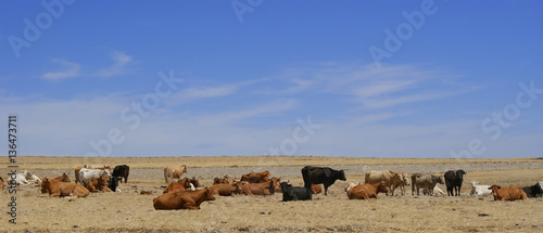 Fototapeta Naklejka Na Ścianę i Meble -  Herd of cows and bulls resting on the dry summer pasture
