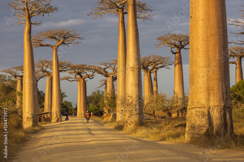Canvas-taulu Baobab Alley in Madagascar, Africa. Beautiful and colourful land