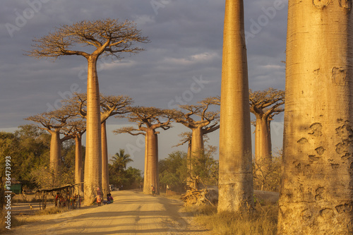 Vászonkép Baobab Alley in Madagascar, Africa. Beautiful and colourful land