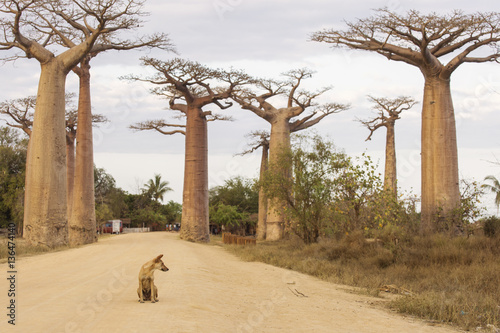 Fotografia, Obraz Baobab Alley in Madagascar, Africa. Dog staying on baobab alley.