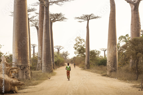 Photography Baobab Alley in Madagascar, Africa. People walking on baobab all