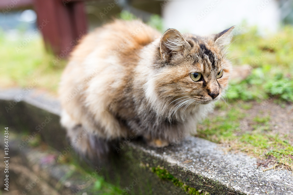 Adorable cat Adorable cat