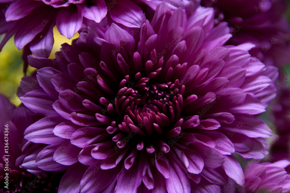 Magenta chrysanthemum flower, close up. Magenta chrysanthemum flower, close up.