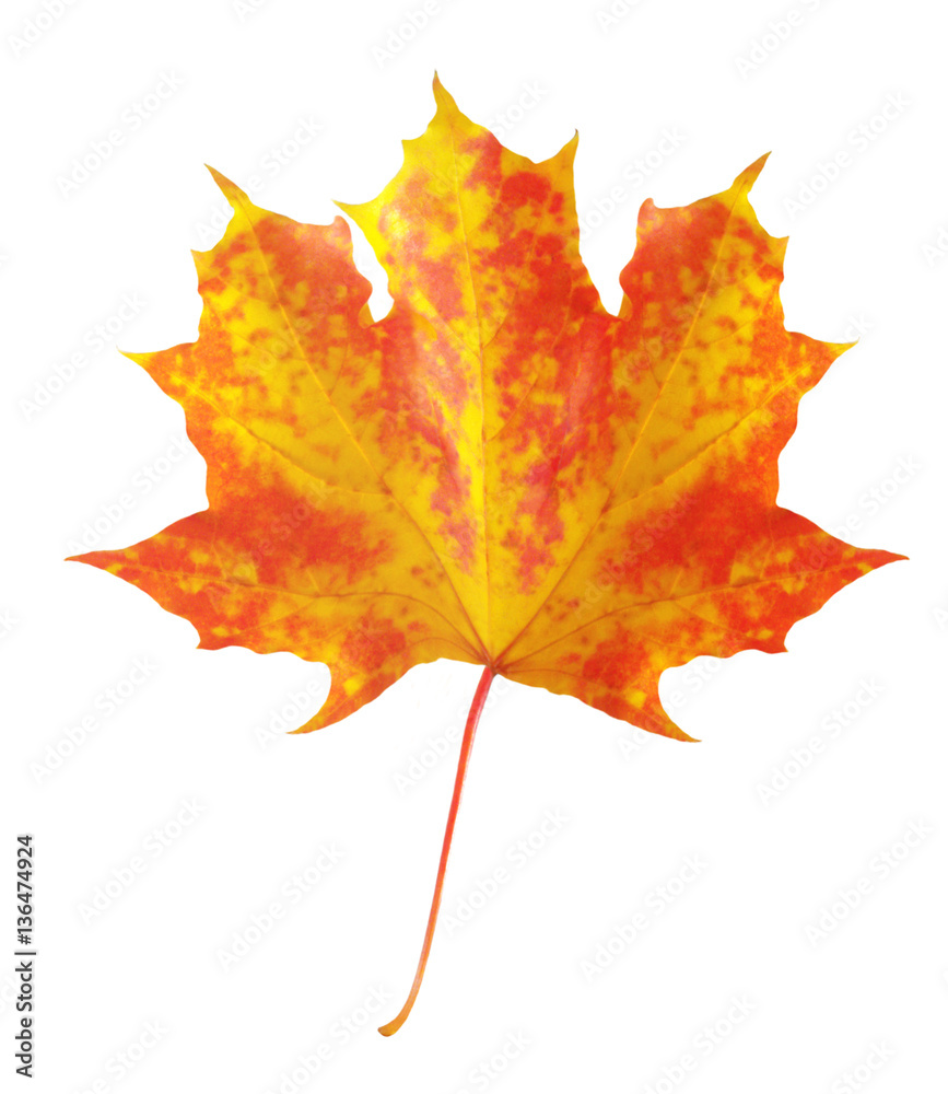 Fototapeta premium colorful autumn maple leaf isolated on white background