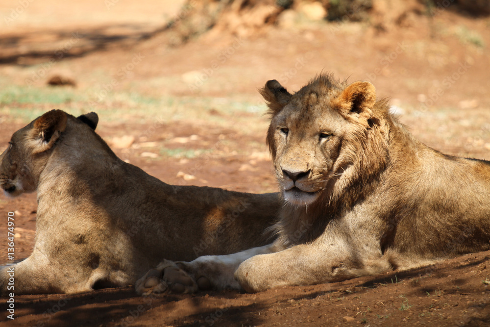 Fototapeta premium Lion and lioness into the zoo