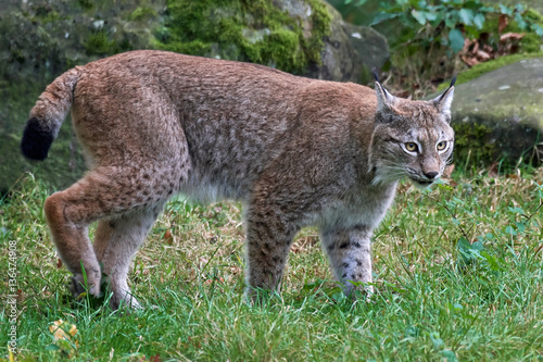 Eurasian lynx (Lynx lynx) © dennisjacobsen