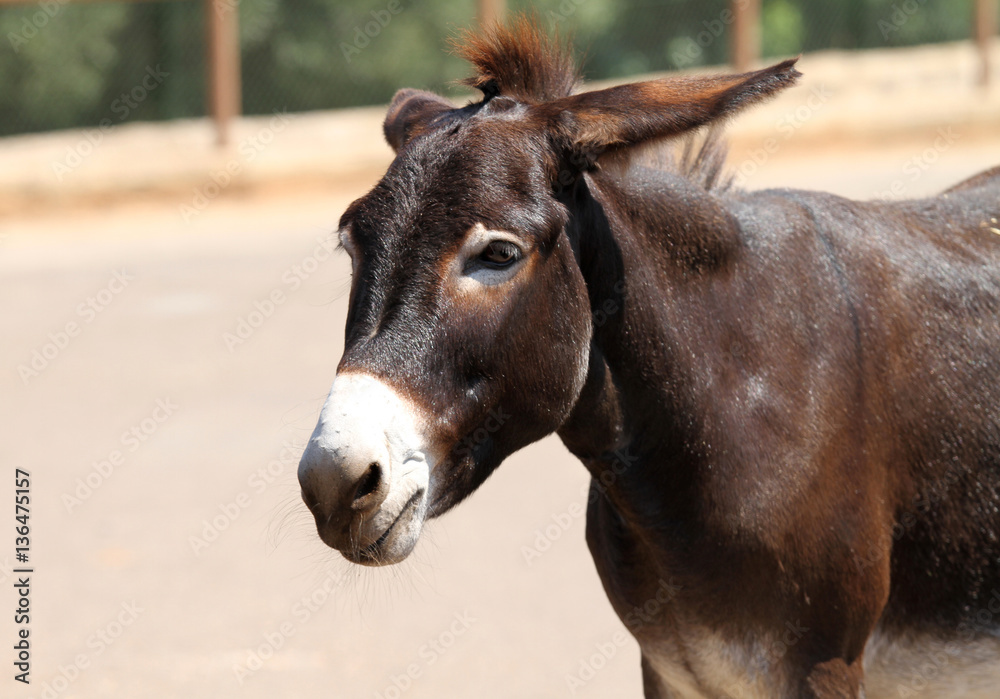 Obraz premium mule