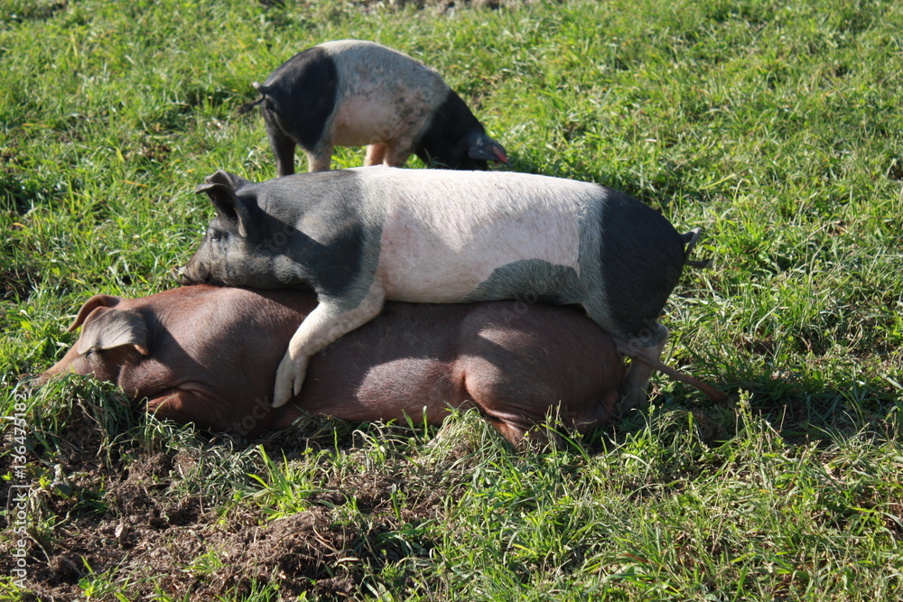Fototapeta premium Schweine, Ferkel, Tier, Nähe, Liebe, Natur