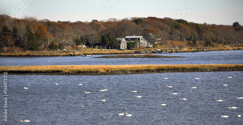 Snow Geese in Russells Mills, Dartmouth, Massachusetts photo