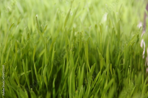 Grass background. Green grass texture
