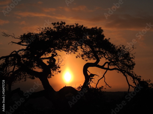 silhouette of an old pine tree 