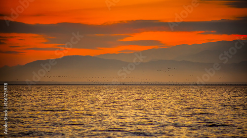 migratory birds on the lake Paliastomi  Poti  Georgia