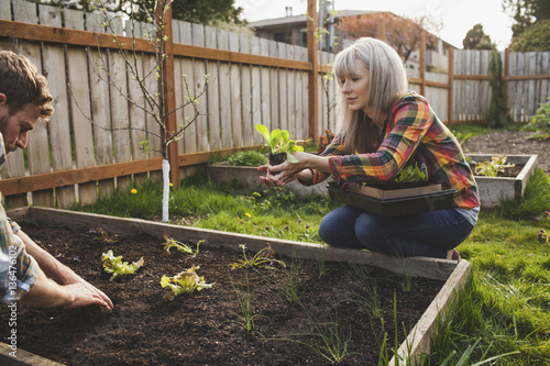 Woman giving sapling to man while planting in raised bed at backyard photo