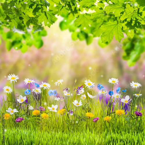 Fototapeta Naklejka Na Ścianę i Meble -  Spring Floral Meadow