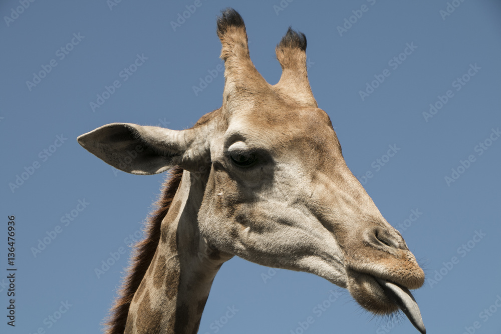 giraffe head tongue out licking giraffe head tongue out licking