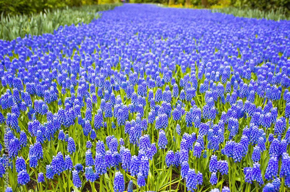 Spring flowers (muscari) in the Keukenhof garden, Netherlands 