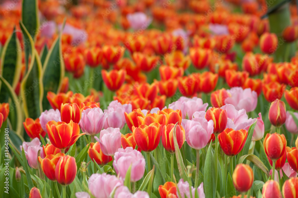 Full bloomed red and pink tulips in a park