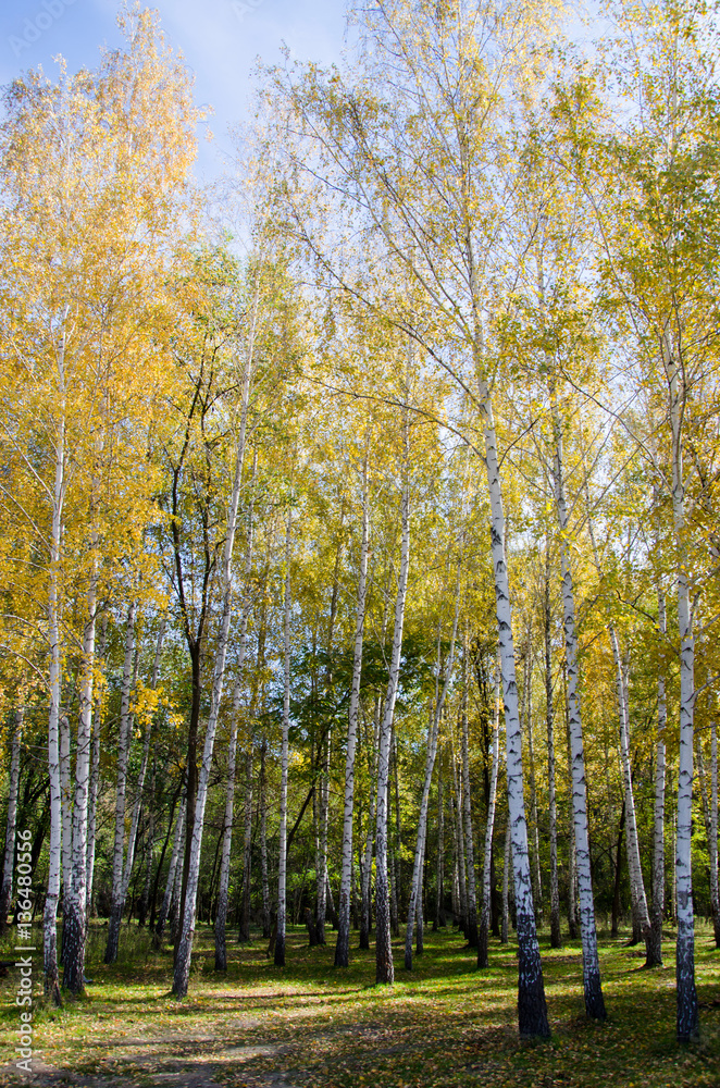 trees in the forest