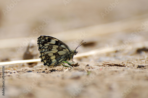 Melanargia galathea. Marbled white butterfly in natural habitat., Butterfly on the ground. 