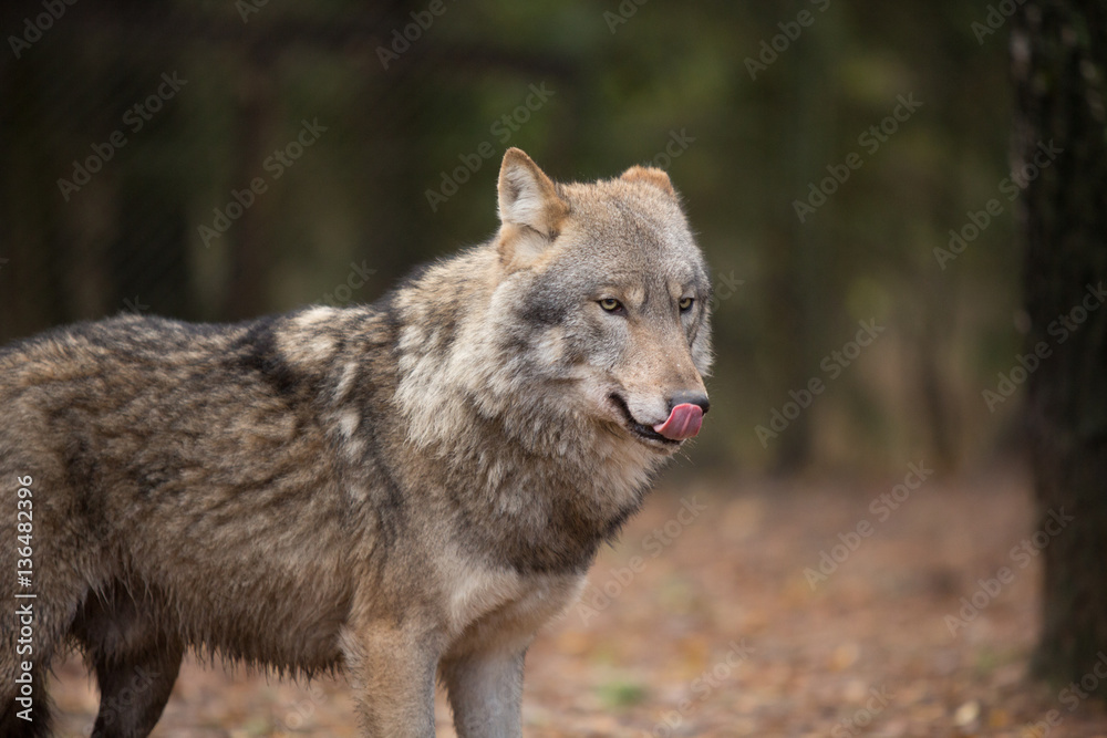 Portrait of a wolf in autumn forest Portrait of a wolf in autumn forest