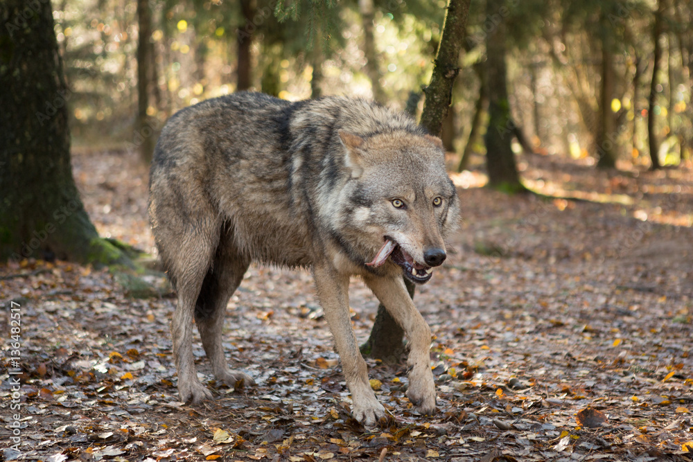 Obraz premium Portrait of a wolf in autumn forest