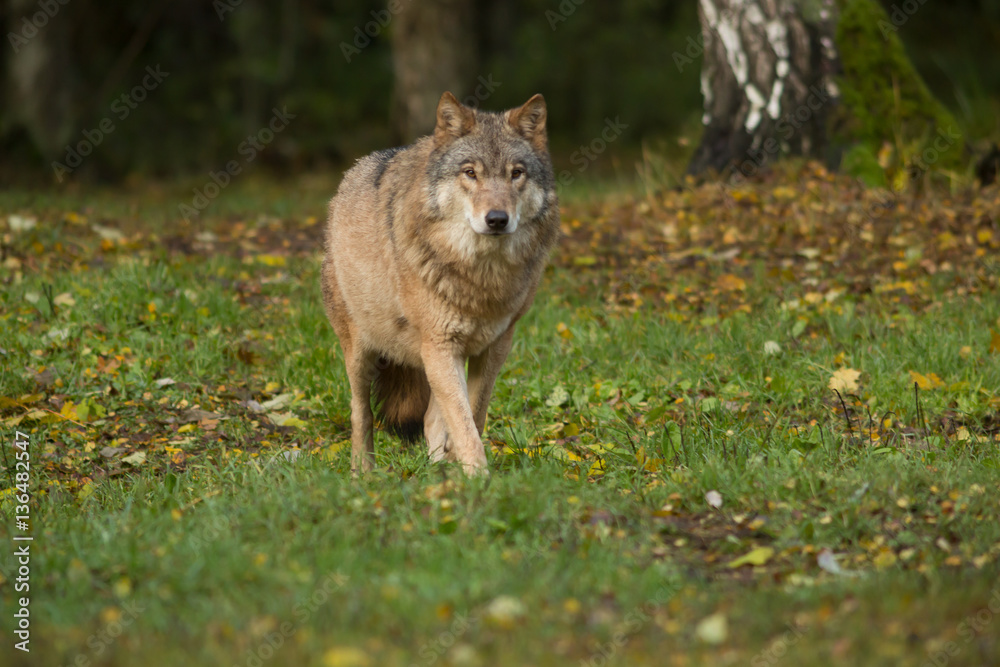 Portrait of a wolf in autumn forest Portrait of a wolf in autumn forest