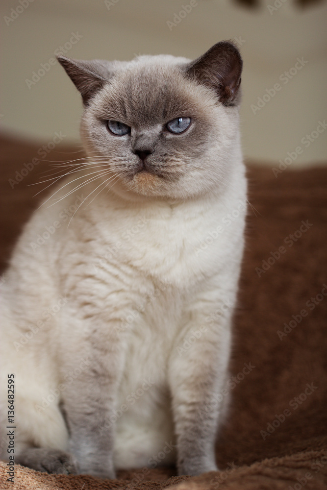 British white cat with blue eyes