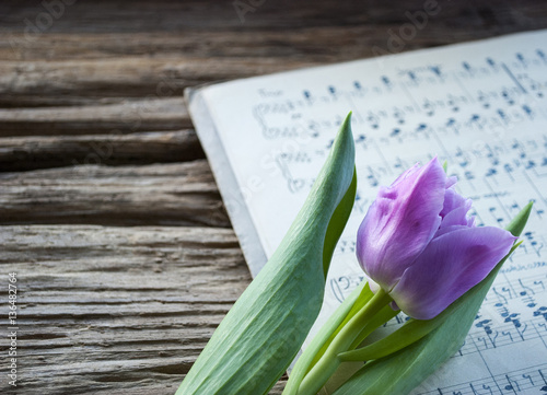 Fototapeta Naklejka Na Ścianę i Meble -  Sehr altes, handgeschriebenes Notenblatt mit lila Tulpe, Tulipa, Frühling, Ostern 