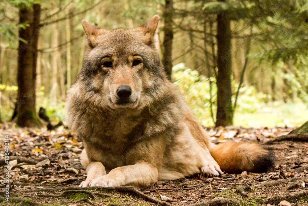 Portrait of a wolf in autumn forest Portrait of a wolf in autumn forest