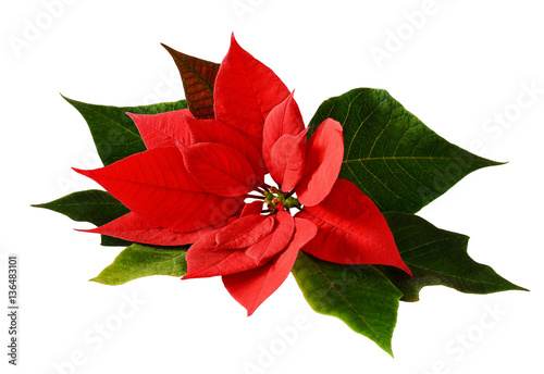 Closeup of red Christmas po...