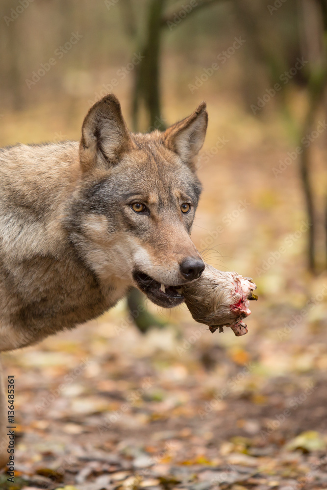 Fototapeta premium Portrait of a wolf in autumn forest