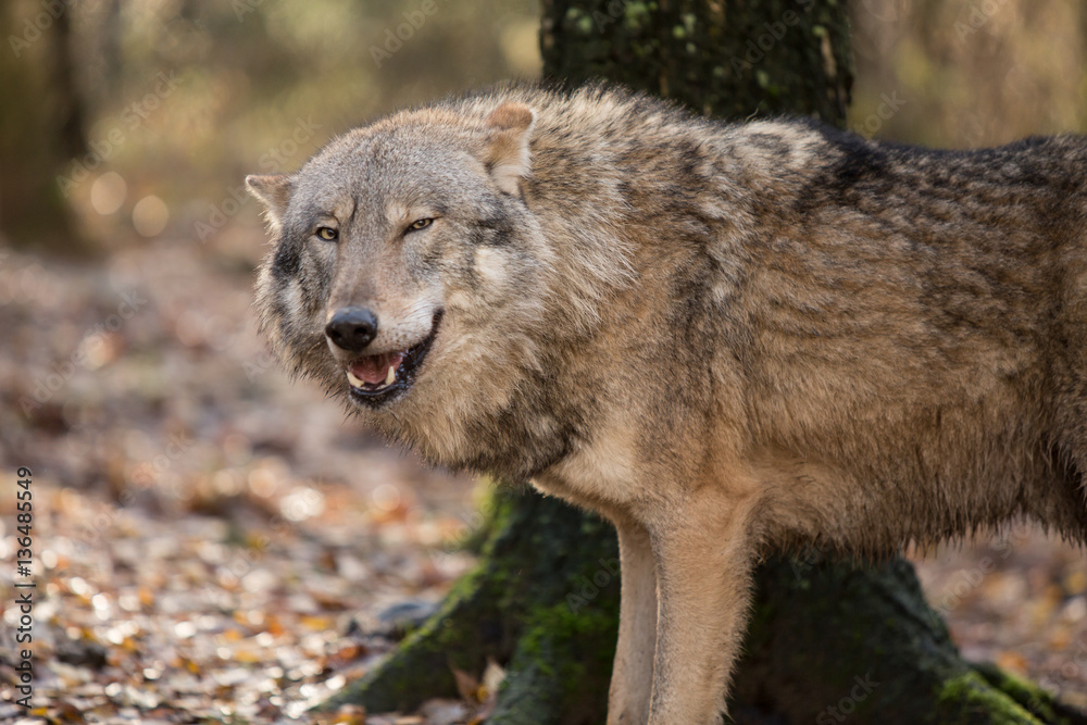 Portrait of a wolf in autumn forest Portrait of a wolf in autumn forest