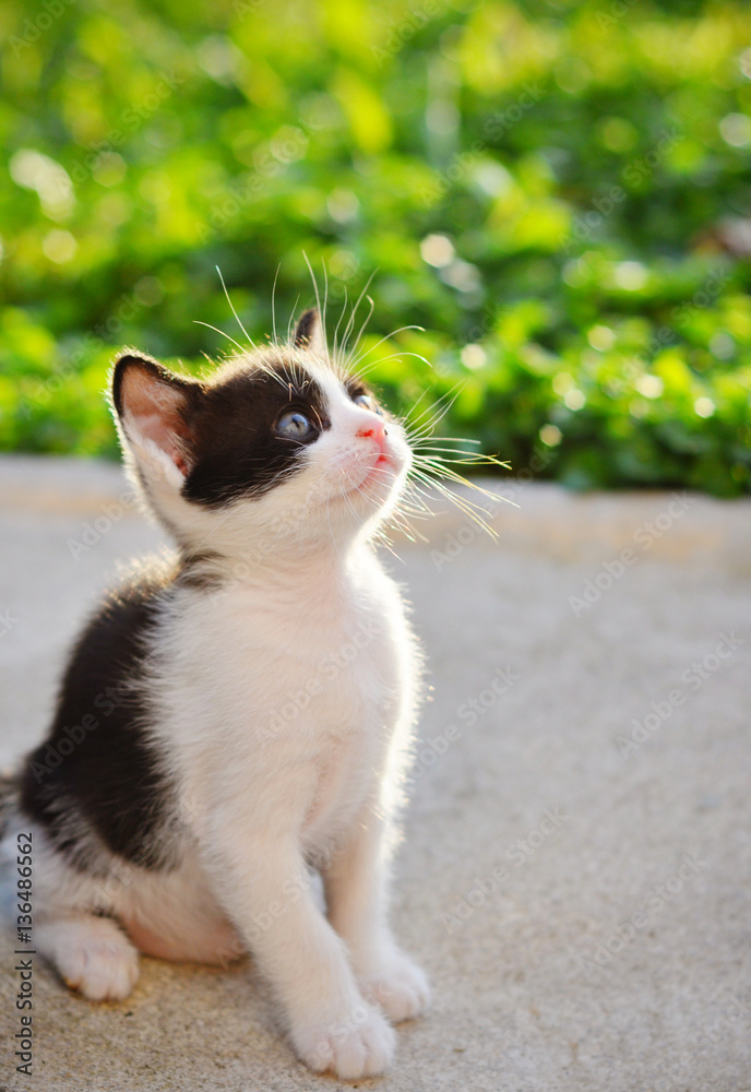 Black and white kitten looking up
