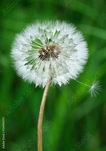 Dandelion seed