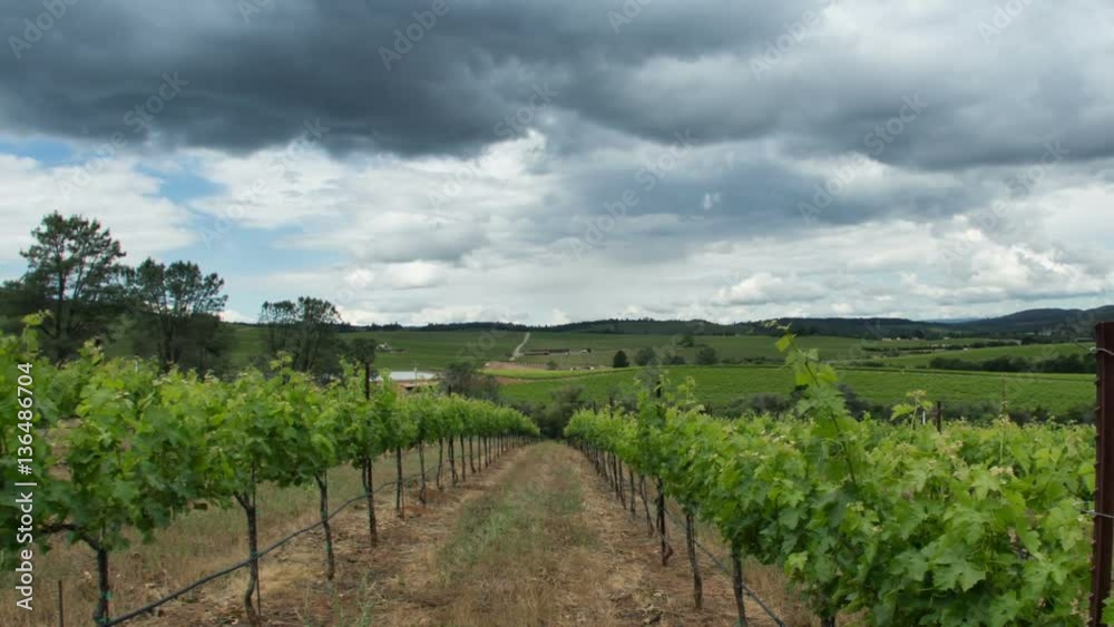 Vineyard Landscape Vineyard Landscape