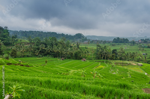 gruene reisfelder landschaft indonesien