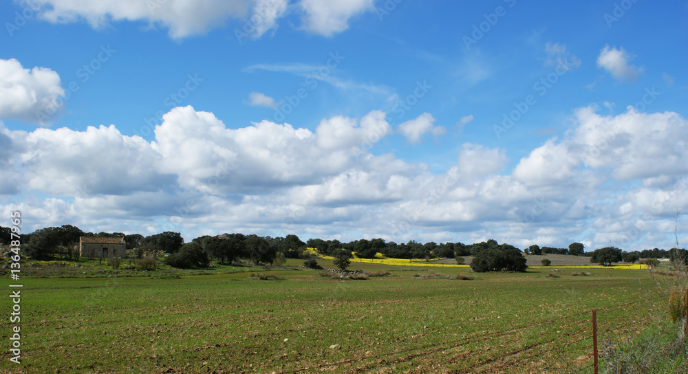 Oaks on green meadow with cloudy blue sky (1)