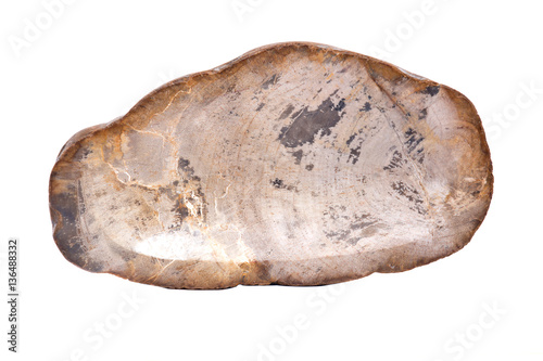 Piece of petrified wood isolated on white background